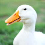 Duck Sounds icon