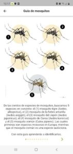 imagen de Mosquito Alert 58289